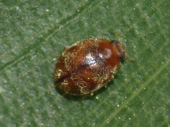 Scymnus nebulosus