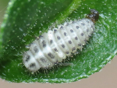 Psyllobora vigintimaculata