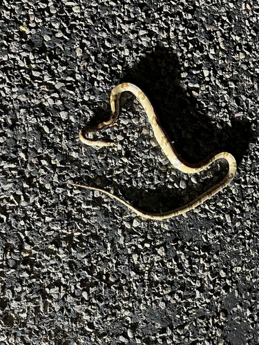 Texas Lyre Snake