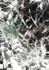 Eriospermum proliferum