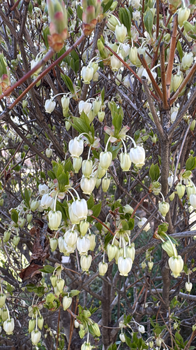 Japanese enkianthus