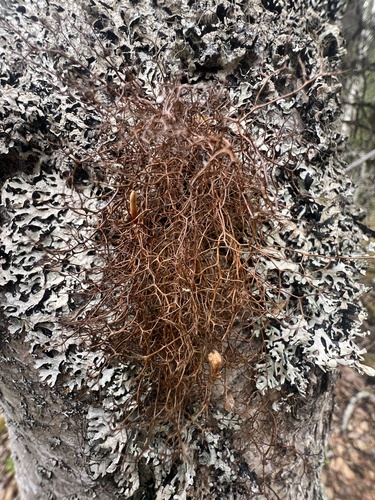 Bryocaulon pseudosatoanum observed 2026-06-22
