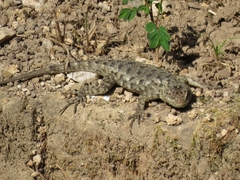 Sceloporus hondurensis