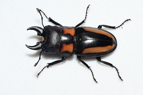 Prosopocoilus biplagiatus