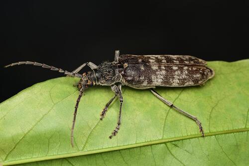 Rhytidodera griseofasciata