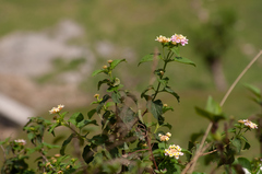 Lantana camara