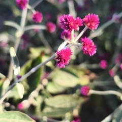 Alternanthera porrigens, photograph author not stated, no rights reserved