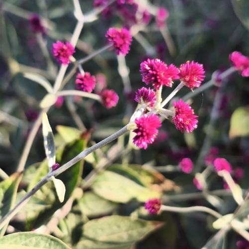 Alternanthera porrigens, photograph 5