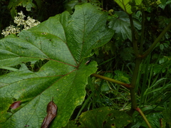 Begonia parviflora