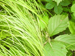 Carex sprengelii, photograph (c) Liren Varghese, some rights reserved (CC BY)