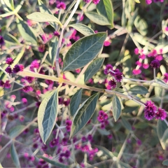 Alternanthera porrigens, photograph author not stated, no rights reserved