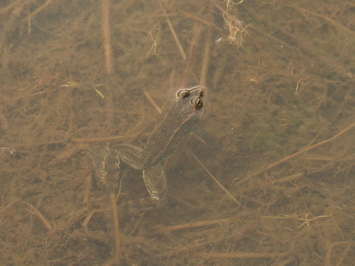 Columbia Spotted Frog photographed in Montana
