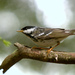Blackpoll Warbler - Photo (c) Marv Elliott, some rights reserved (CC BY-NC), uploaded by Marv Elliott