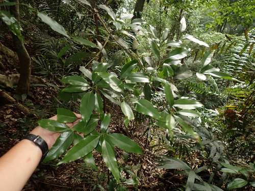 Beilschmiedia erythrophloia observed 2026-06-19