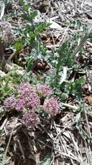 Cymopterus