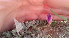 Astragalus missouriensis