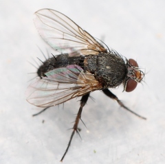 Peribaea tibialis