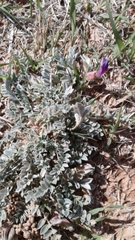 Astragalus missouriensis