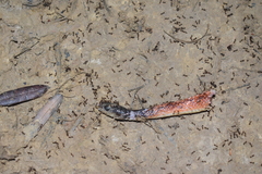 Oxyrhopus melanogenys