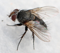 Peribaea tibialis