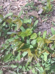 Acer platanoides
