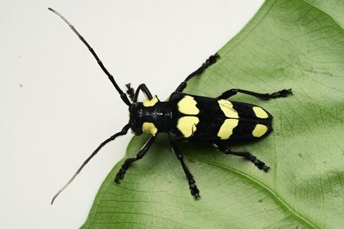 Thermistis sulphureonotata