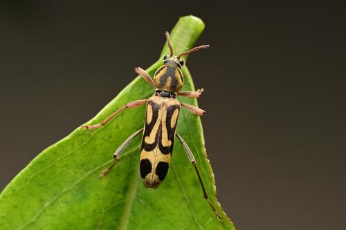 Bamboo Tiger Longhorn