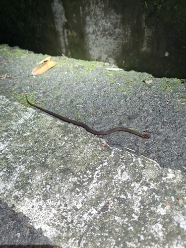 Kosempo Keelback