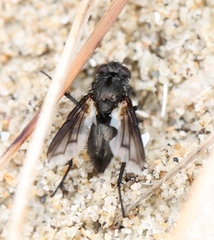 Periscepsia carbonaria