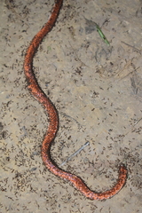 Oxyrhopus melanogenys