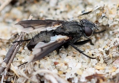 Periscepsia carbonaria