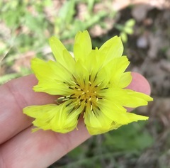 Pyrrhopappus pauciflorus