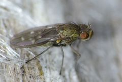 Scatella