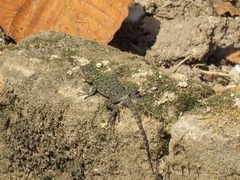 Sceloporus hondurensis
