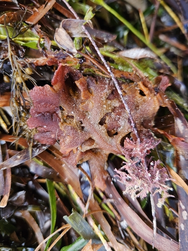 Thuretia quercifolia observed 2026-06-23