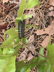 Hemileuca maia