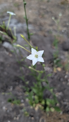 iNaturalist observation photo of Indian tobacco