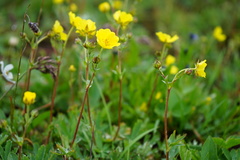 Potentilla crantzii
