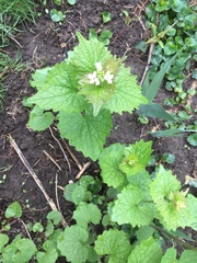 Alliaria petiolata