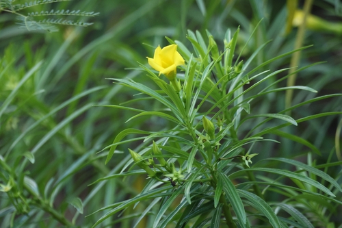 Cascabela thevetia observed 2026-06-22