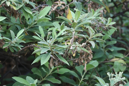 Pluchea carolinensis observed 2026-06-22