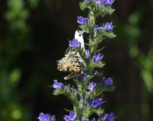 Eastern Festoon