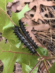 Hemileuca maia