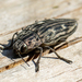 Pine-Borer - Photo (c) Peter Danter, some rights reserved (CC BY-ND), uploaded by Peter Danter