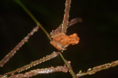 Dendropsophus koechlini
