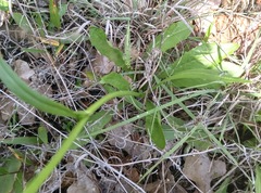 Pyrrhopappus pauciflorus