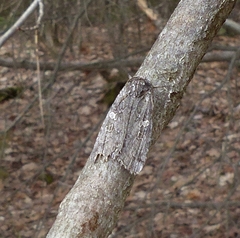 Lithophane laticinerea