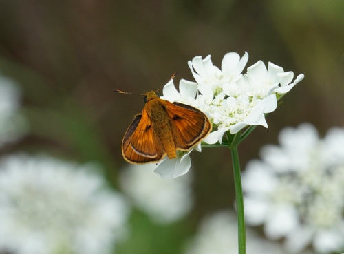 Large Skipper