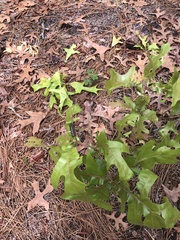 Hemileuca maia