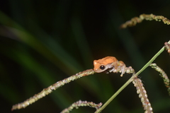 Dendropsophus koechlini